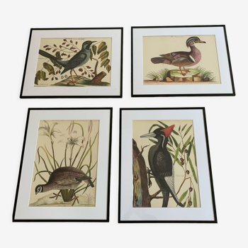 4 planches ornithologiques originales