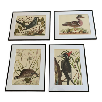 4 original ornithological frames