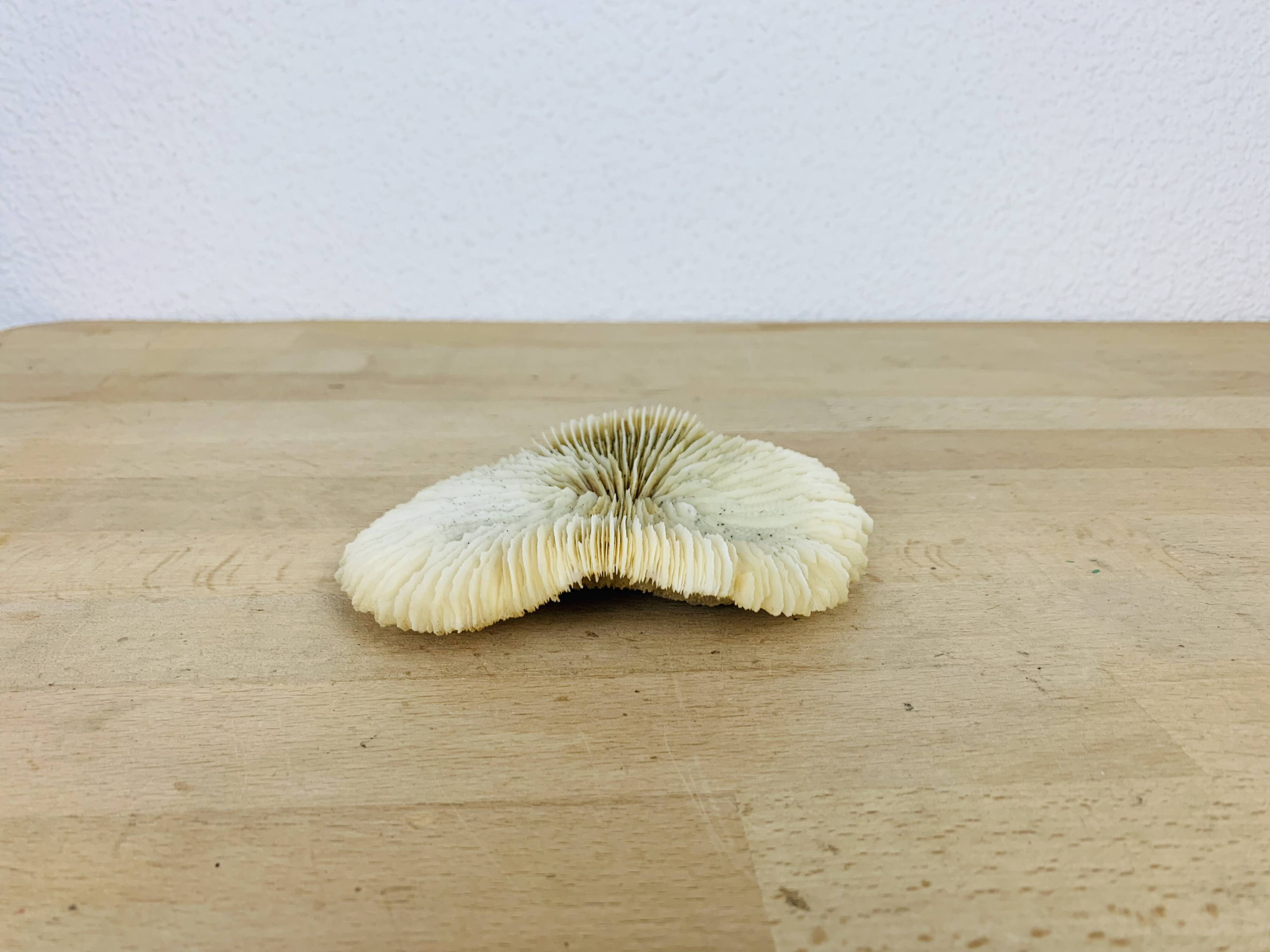 Natural Ancient White Fungia Coral