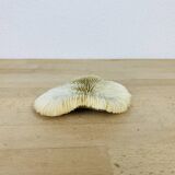 Natural Ancient White Fungia Coral