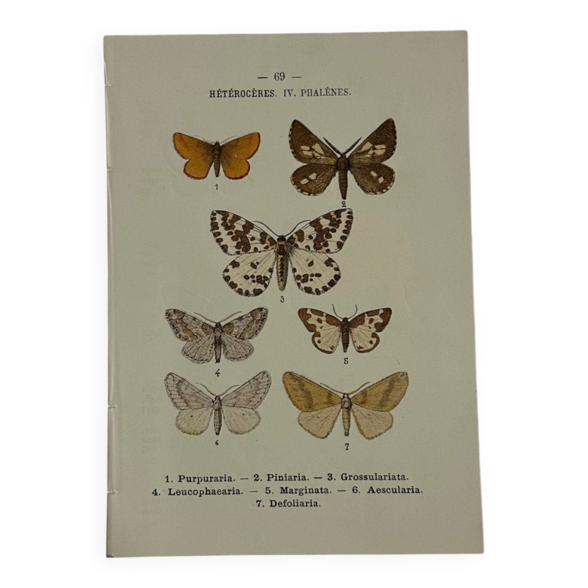 🦋 Botanical Plate Engraving of a Butterfly, 19th Century Naturalist