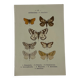 🦋 Botanical Plate Engraving of a Butterfly, 19th Century Naturalist