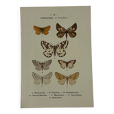 Planche Botanique Gravure Papillon naturaliste ancienne 19eme