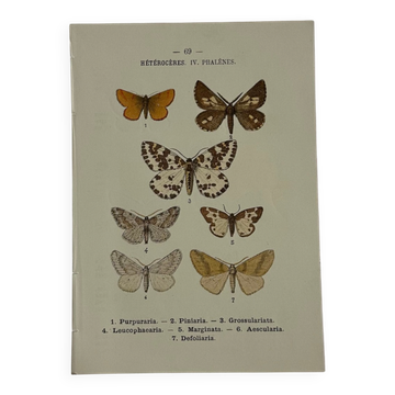 🦋 Botanical Plate Engraving of a Butterfly, 19th Century Naturalist