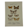 🦋 Botanical Plate Engraving of a Butterfly, 19th Century Naturalist