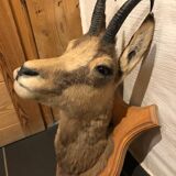 Chamois head