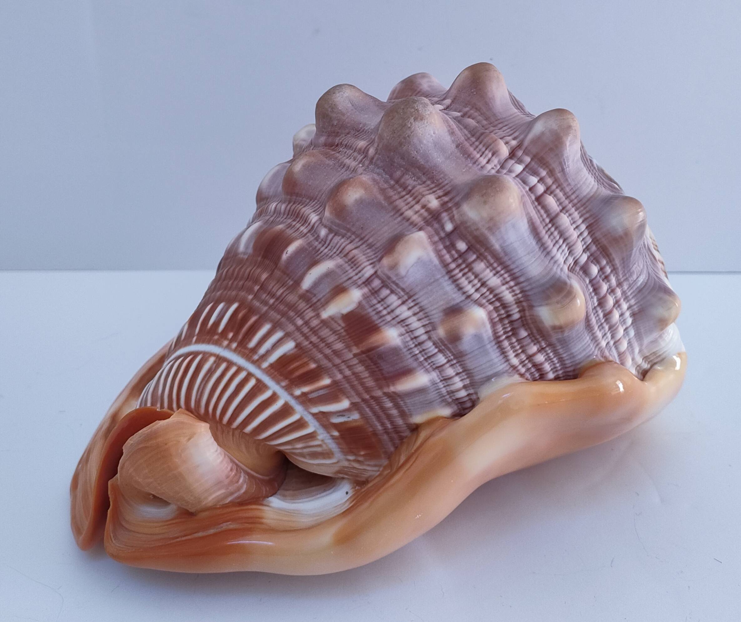 deux coquillages nacrés taille XL