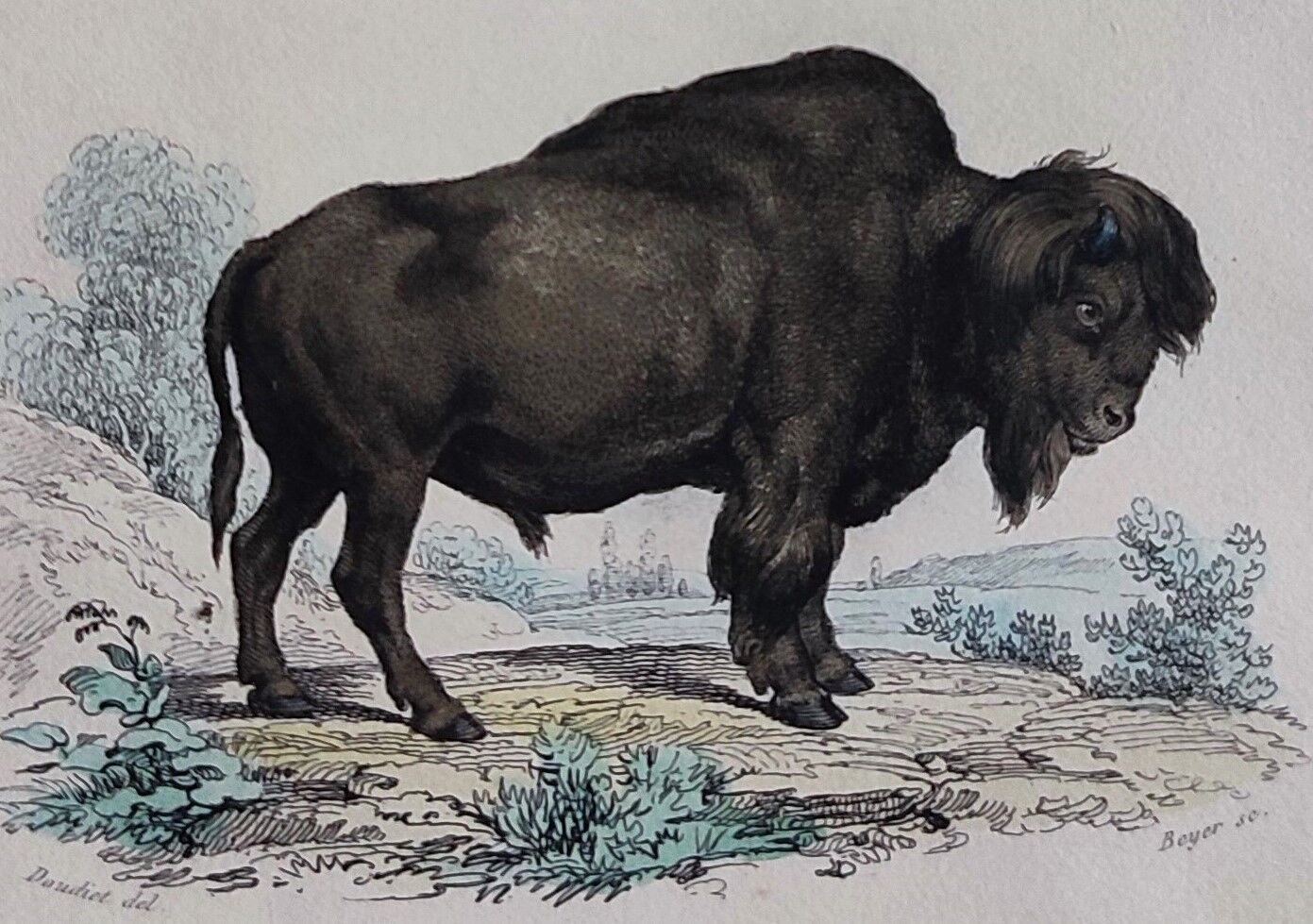 Planche zoologique originale de 1839 " Buffle, Bison"