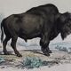 Planche zoologique originale de 1839 " Buffle, Bison"