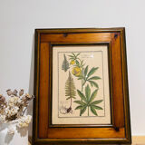 Vintage herbarium frame