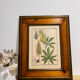 Cadre herbier vintage
