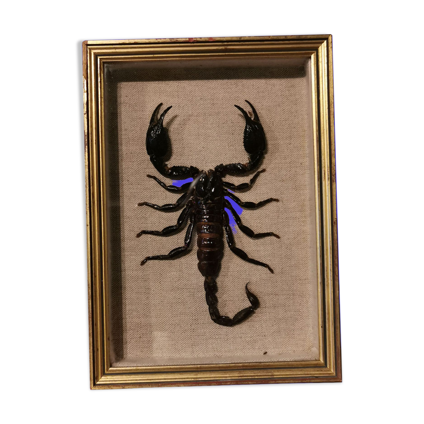 Vintage naturalized scorpion
