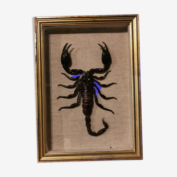 Scorpion naturalisé vintage