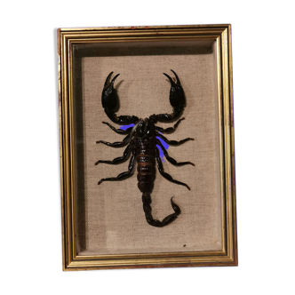 Scorpion naturalisé vintage