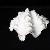 Tridacne Bénitier géant xx -ème