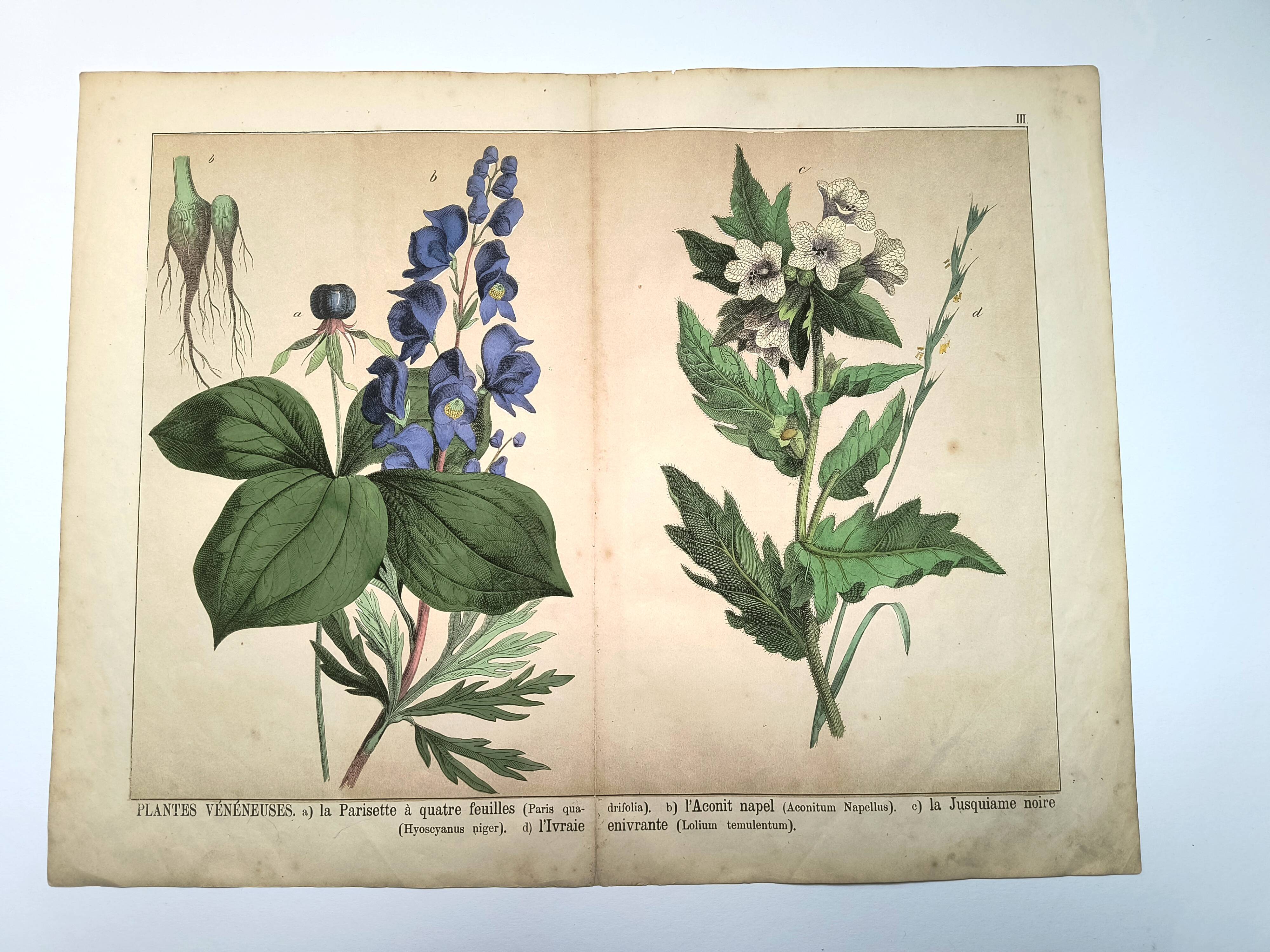Botanical engraving from 1870 - Poisonous plants, - Lithograph, plate