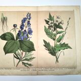Botanical engraving from 1870 - Poisonous plants, - Lithograph, plate