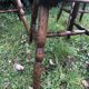 Baumann Tacoma Chairs