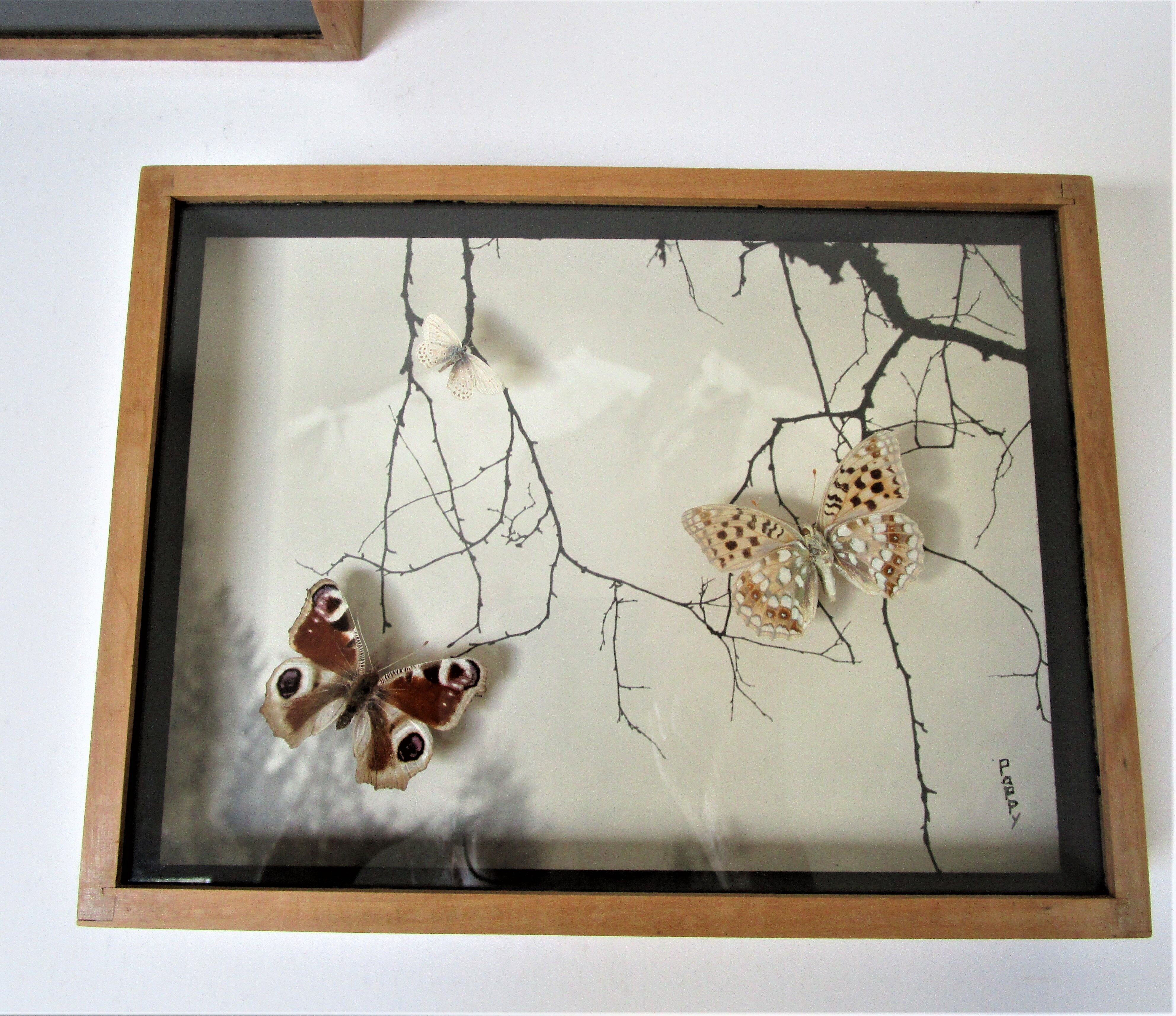 Three wooden frames with naturalized butterflies vintage 60s