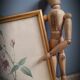 Indica Vulgaris rose lithograph frame