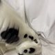 Ceramic dog, Great Dane