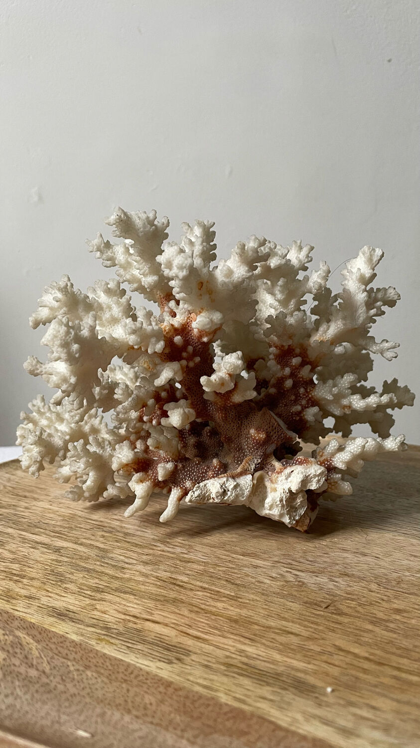 Vintage white coral