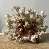 Vintage white coral