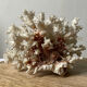Vintage white coral