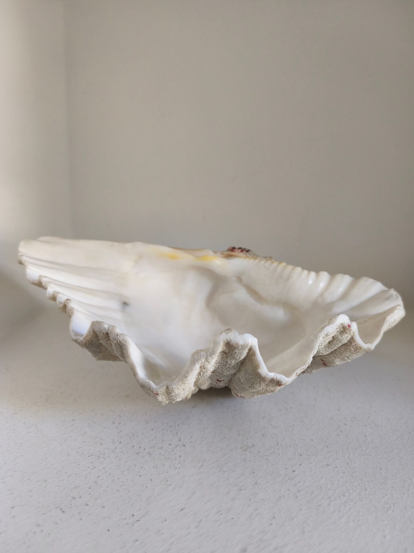 Vintage scallop shell