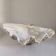 Vintage scallop shell