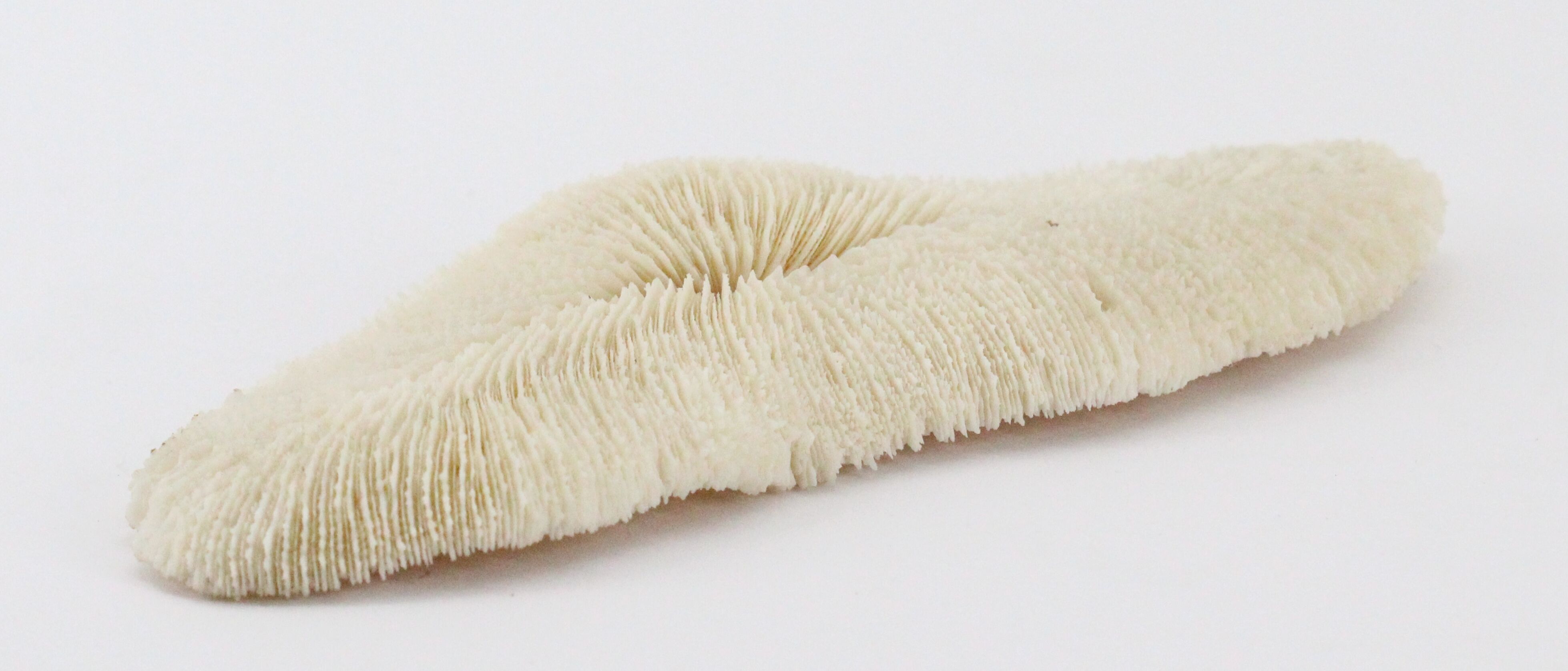 White sponge coral