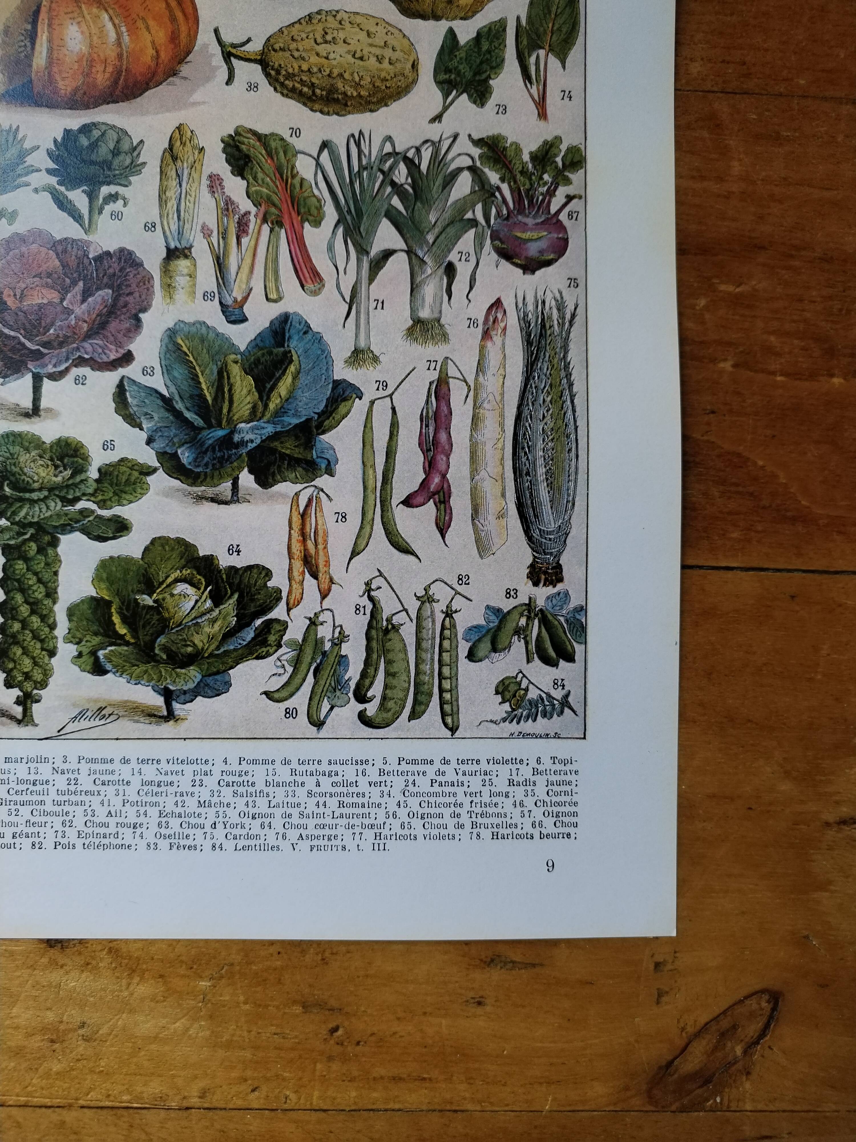 Original lithograph on vegetables