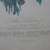 Framed Vilmorin lithograph, bouquet No 7, 1857, E. Champin