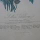 Framed Vilmorin lithograph, bouquet No 7, 1857, E. Champin