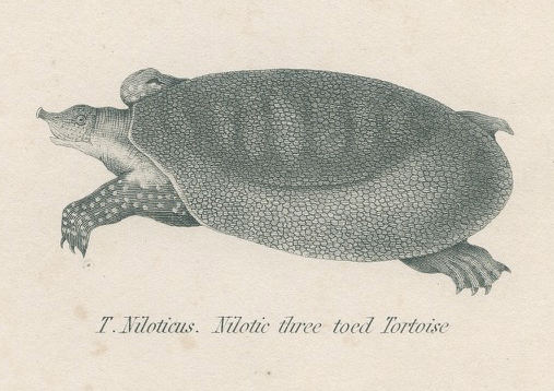 Gravure ancienne sur reptiles : tortues, xixe