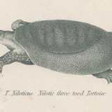 Gravure ancienne sur reptiles : tortues, xixe