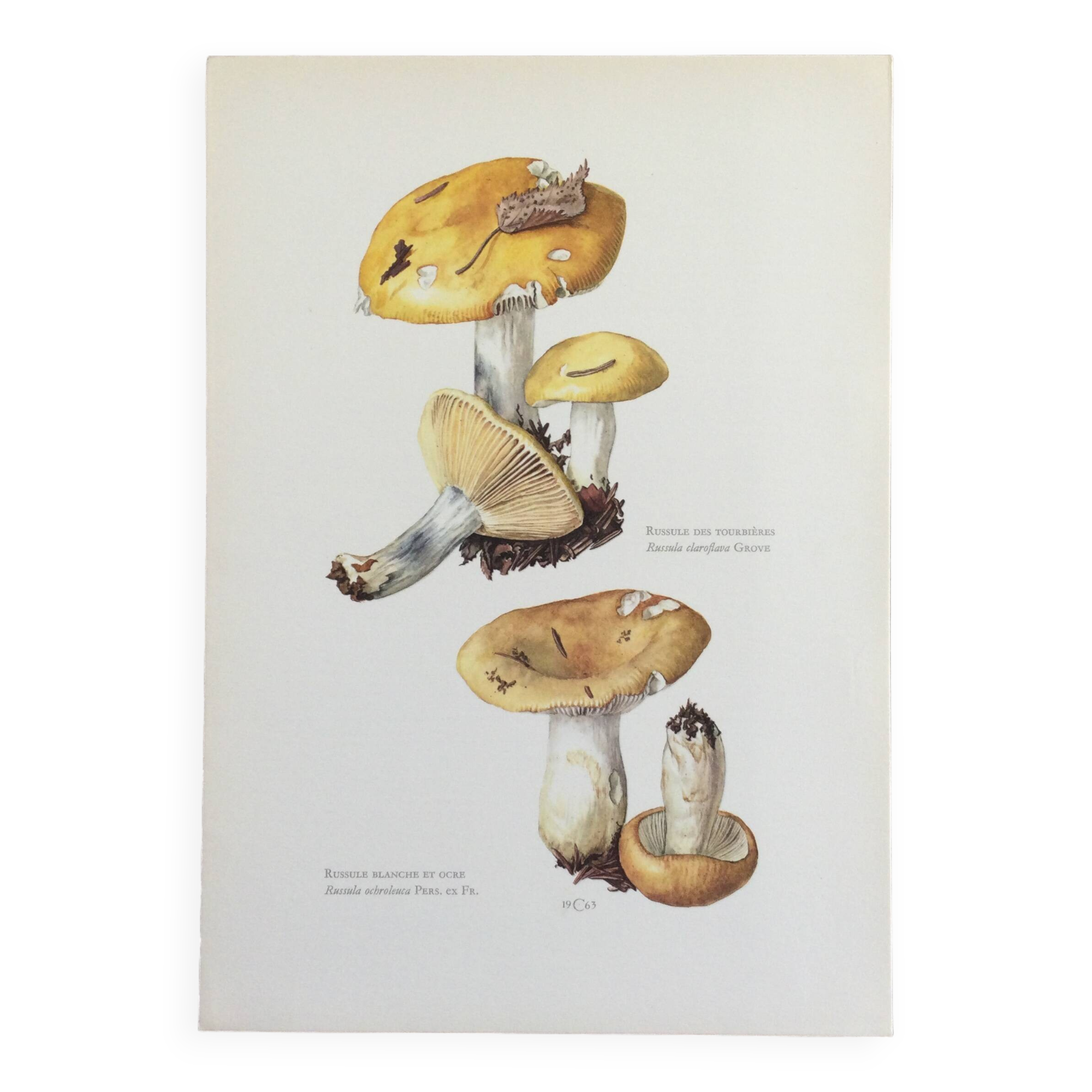 Botanical Illustration Mushroom White Russula Vintage Print 60s