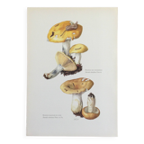 Illustration botanique Champignon Russule blanche Impression Vintage des années 60
