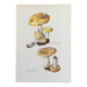 Botanical Illustration Mushroom White Russula Vintage Print 60s