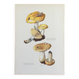 Botanical Illustration Mushroom White Russula Vintage Print 60s