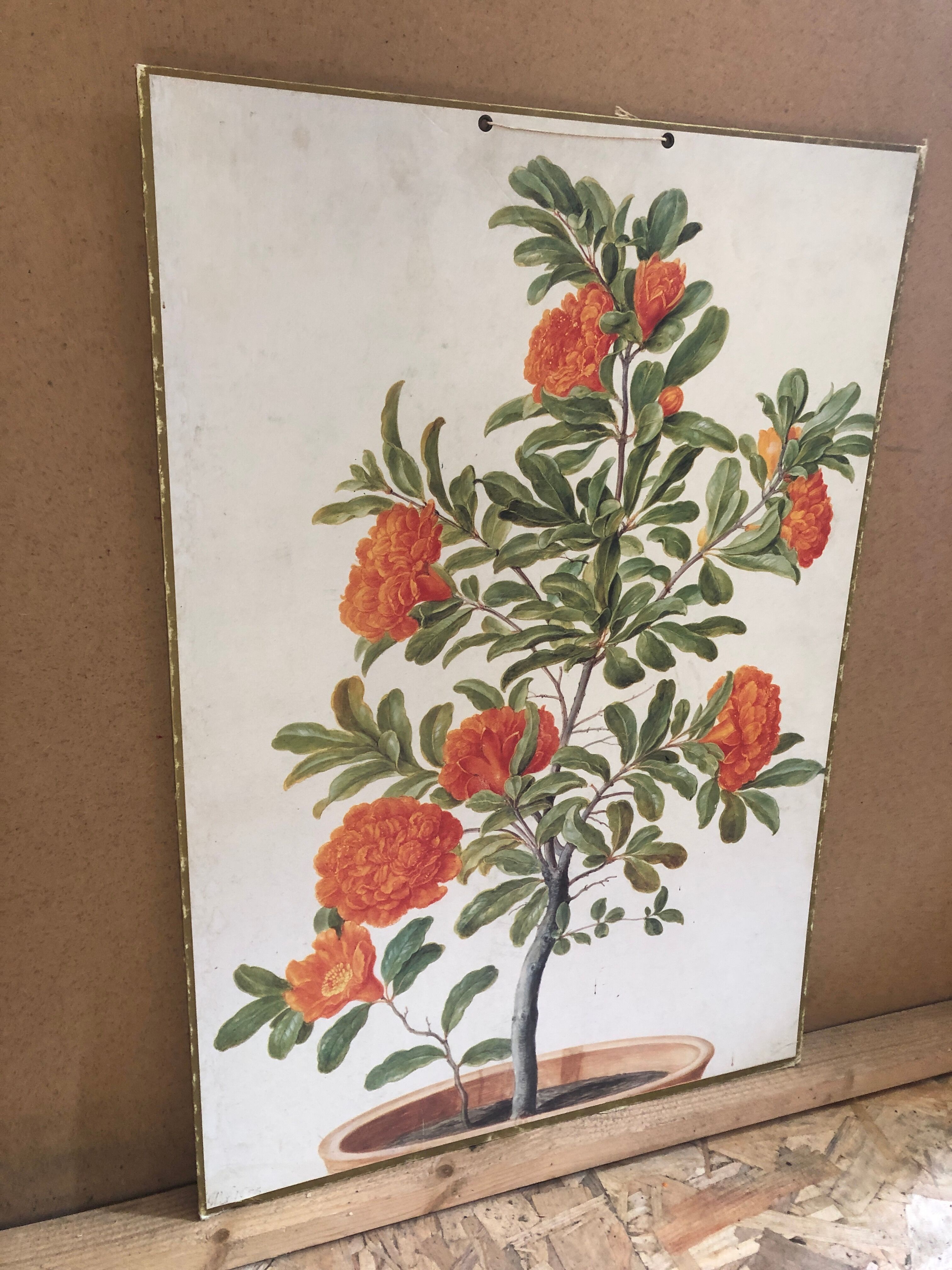 Old botanical board bernard carant paris vintage flowers