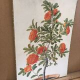 Old botanical board bernard carant paris vintage flowers