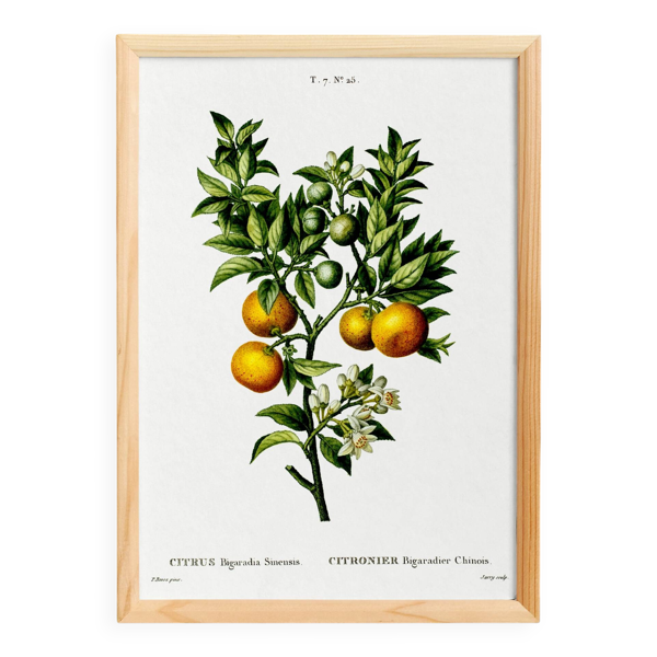 Affiche sur les citrons, d’après une gravure ancienne de 1802