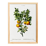 Poster about lemons, based on an old engraving from 1802