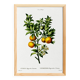 Poster about lemons, based on an old engraving from 1802