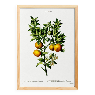 Poster about lemons, based on an old engraving from 1802
