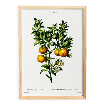 Poster about lemons, based on an old engraving from 1802