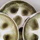 Plates Oysters Shellfish Earthenware Moulin des Loups Orchies