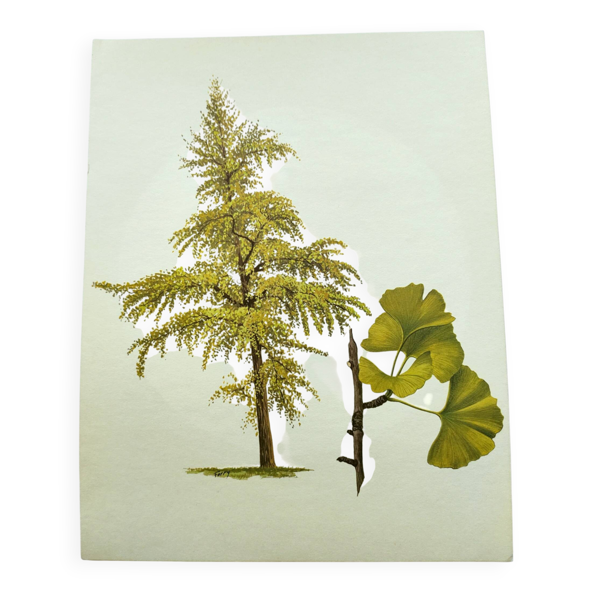 Illustration of the 40-crest tree - Vintage Botanical Nature Plate