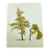 Illustration of the 40-crest tree - Vintage Botanical Nature Plate